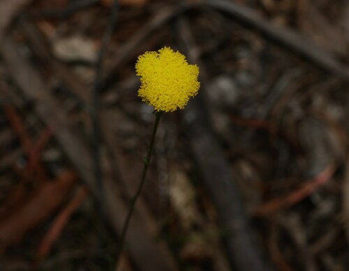 Image of Billy Buttons (Craspedia glauca) by (c) Greg Tasney, some rights reserved (CC BY-SA)
