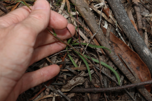 Image of Billy Buttons (Craspedia glauca) by (c) Greg Tasney, some rights reserved (CC BY-SA)