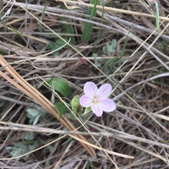 Claytonia rosea