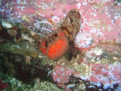 Glebocarcinus oregonensis