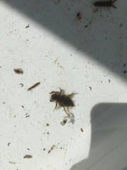 Erythemis simplicicollis