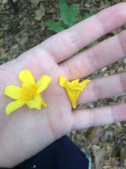 Jasminum nudiflorum