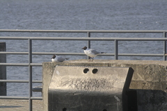 Chroicocephalus ridibundus