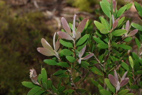 Image of Melaleuca pallida by (c) Greg Tasney, some rights reserved (CC BY-SA)