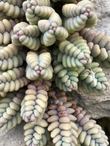 thick-leaved stonecrop
