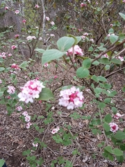 Viburnum carlesii