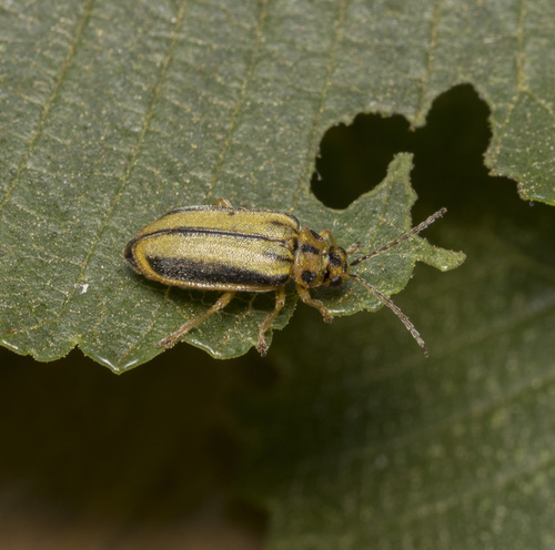 Elm leaf beetle