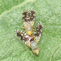 Euaresta bellula