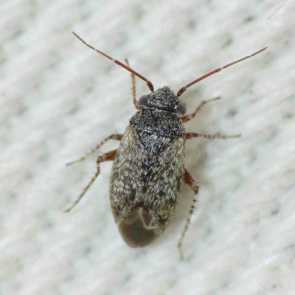 Megalopsallus