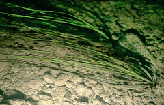 Isoetes malinverniana