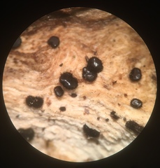 Pseudolachnea hispidula