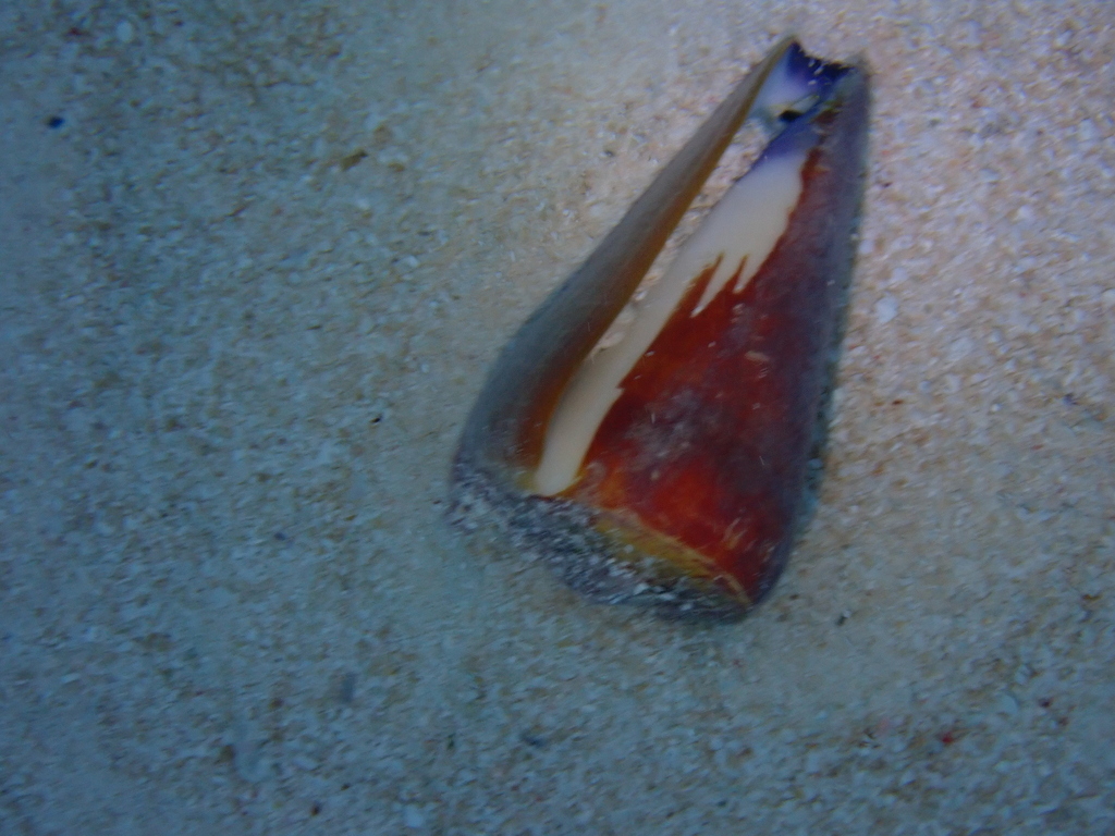 Virgin cone