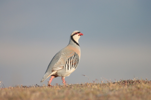 Chukar