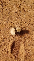 Dasymutilla sackenii