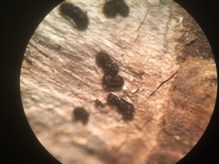 Pseudolachnea hispidula