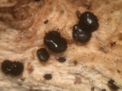 Pseudolachnea hispidula