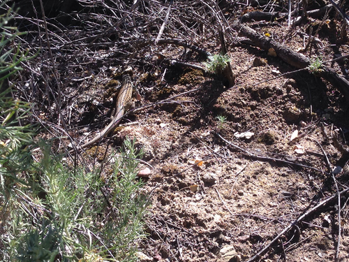 iNaturalist observation photo of Coastal Whiptail