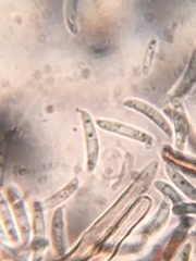 Pseudolachnea hispidula