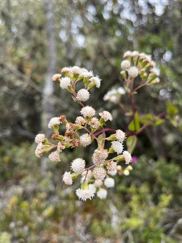 Ageratina gracilis, photograph 4