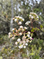 Ageratina gracilis, photograph (c) Nicolás Baresch Uribe, some rights reserved (CC BY)
