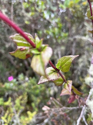 Ageratina gracilis, photograph 5
