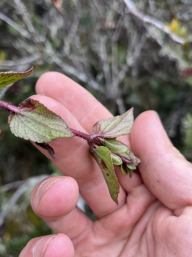 Ageratina gracilis, photograph 6