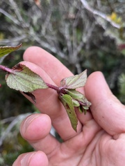 Ageratina gracilis, photograph (c) Nicolás Baresch Uribe, some rights reserved (CC BY)