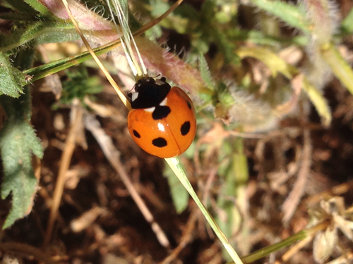 iNaturalist observation photo of Seven-spotted Lady Beetle