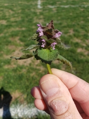 Lamium purpureum purpureum
