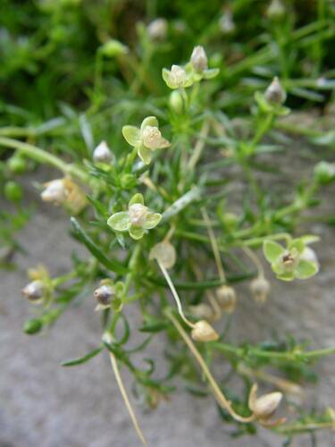 Sagina procumbens