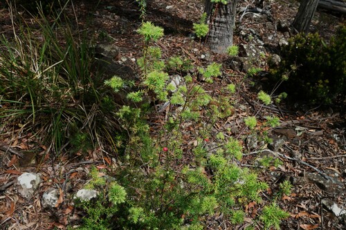 Image of Leptecophylla divaricata by (c) Greg Tasney, some rights reserved (CC BY-SA)