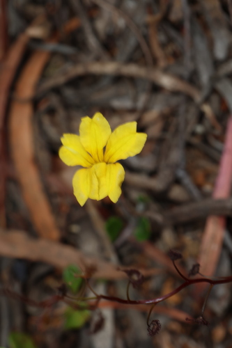 Image of Trailing Goodenia (Goodenia lanata) by (c) Greg Tasney, some rights reserved (CC BY-SA)