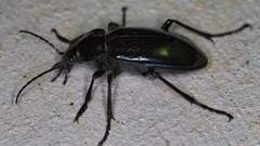 Calosoma macrum