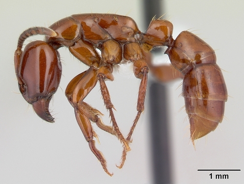 Centromyrmex bequaertiCentromyrmex bequaerti