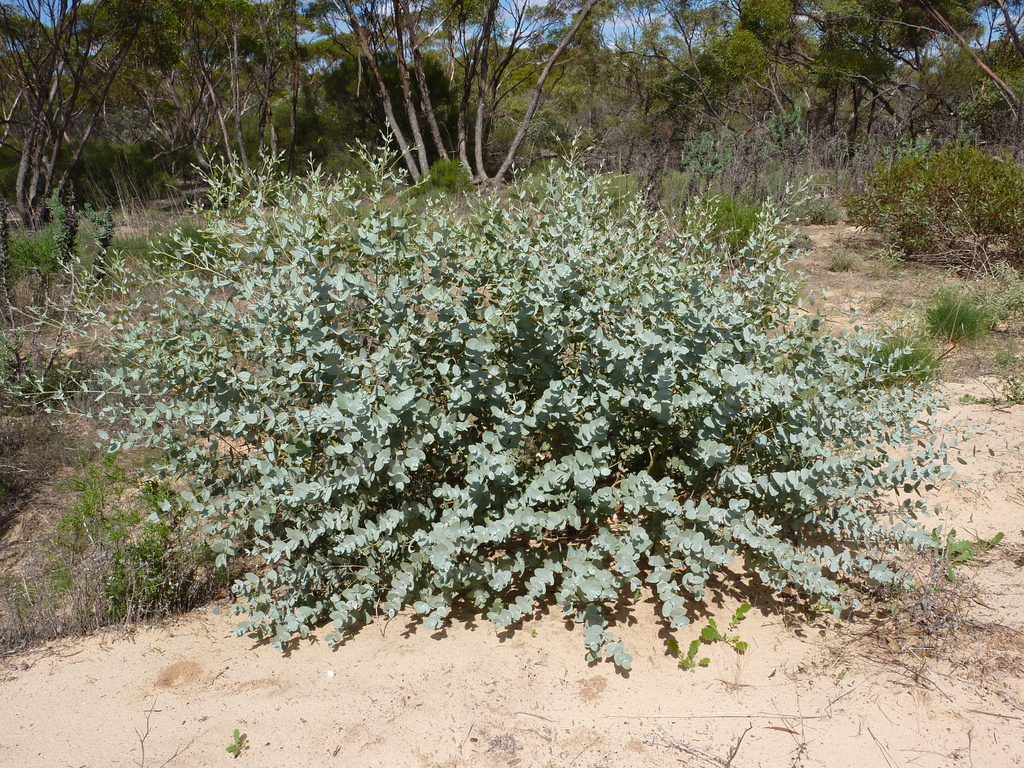 Eucalyptus omissa 2