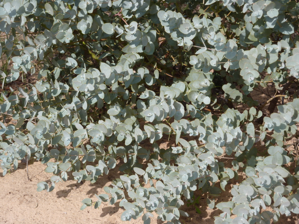 Eucalyptus omissa 3