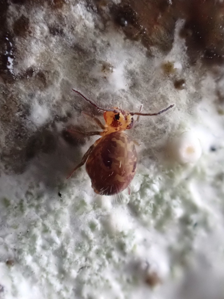 Culturing Globular Springtails? : r/terrariums