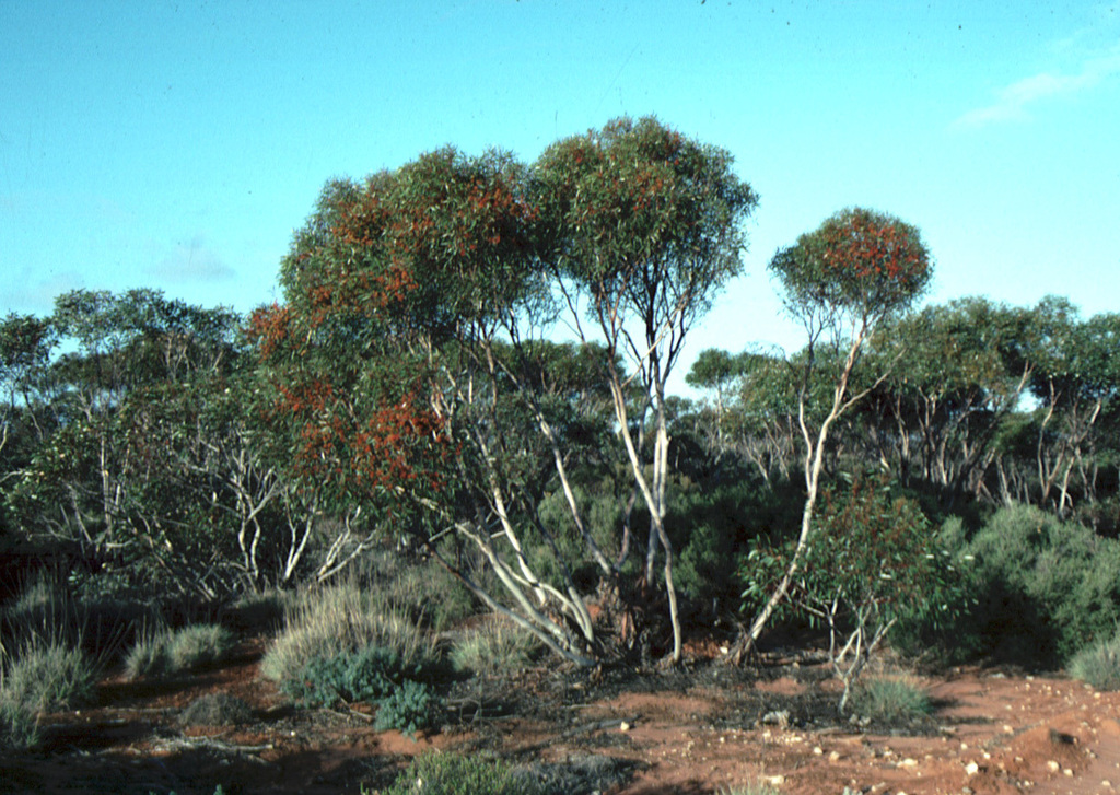 Eucalyptus omissa