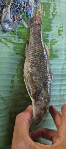 Loopgrondel (Rhyacichthys aspro) — Rhyacichthyidae — 3