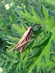 Paroxya