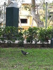Columba livia domestica