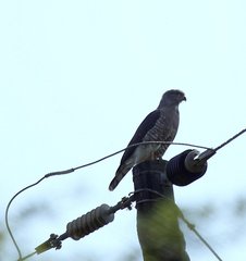 Circaetus fasciolatus