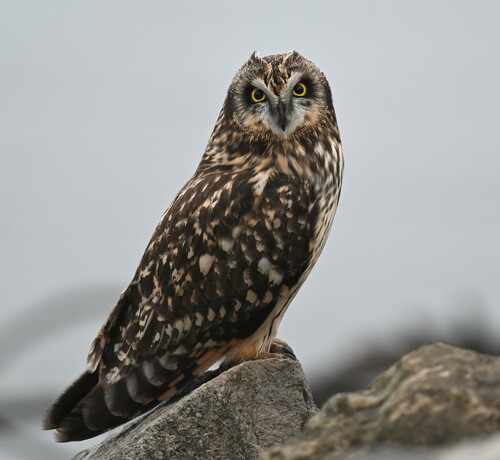 Short-eared Owl photographed in Missouri