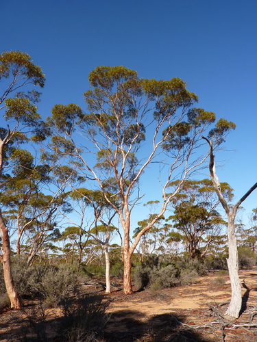 Eucalyptus salicola