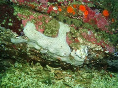 Aplousobranchia