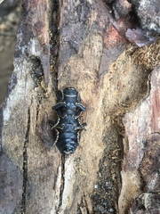 Zopherus laevicollis