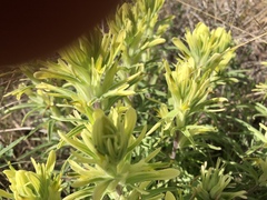 Castilleja citrina