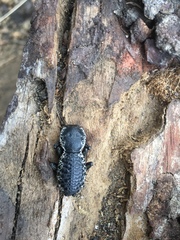 Zopherus laevicollis