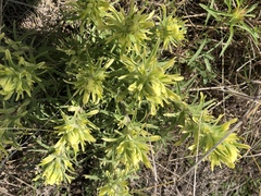Castilleja citrina