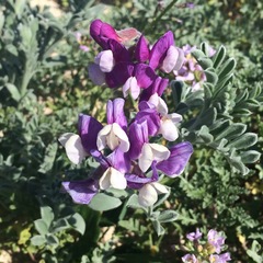 Lathyrus littoralis
